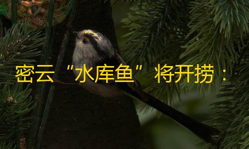 免费挂锁头透视密云“水库鱼”将开捞：水面变宽水深了

，捕捞比往年上难度